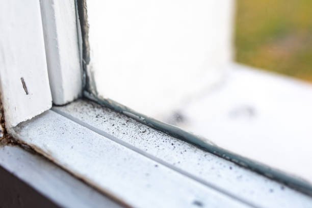 Reliable Green Park, MO Mold Removal Solutions