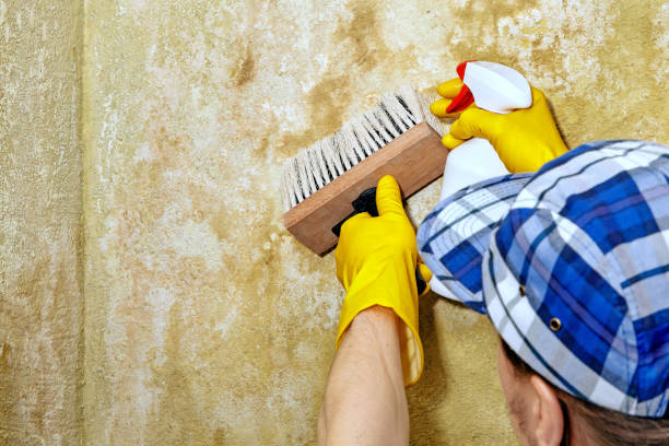  Green Park, MO Mold Removal Pros