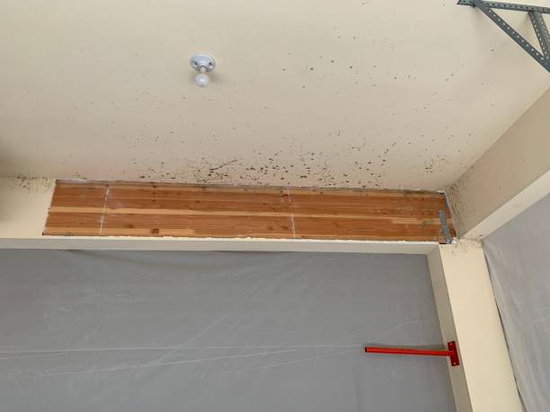 Environmental Consulting for Mold Prevention in Green Park, MO