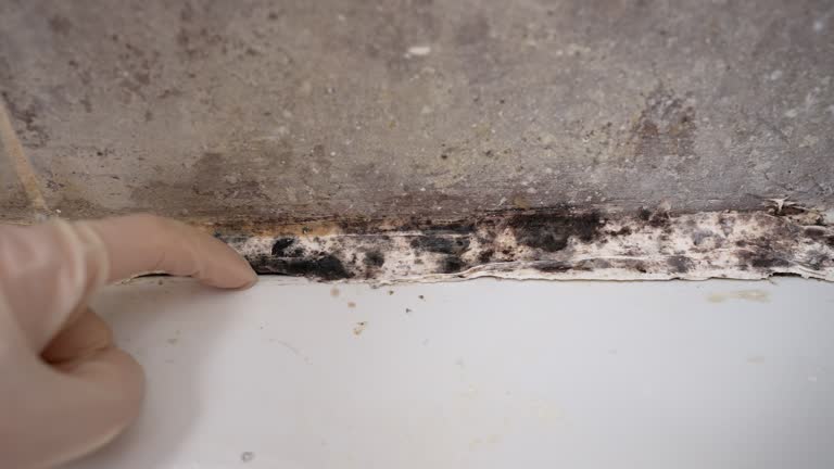 Best Emergency Mold Remediation  in Green Park, MO