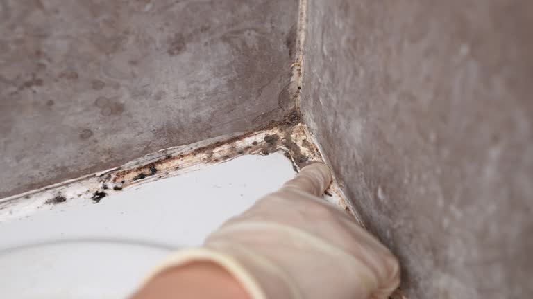 Best Attic Mold Removal  in Green Park, MO